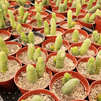 #EC121 Trichocereus Bridgesii Monstrose Cactus Plant With Pups in 4" container special