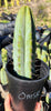 #EC128 Trichocereus Peruvianus Old Man Stand OMS Ornamental Cactus Cutting & Potted