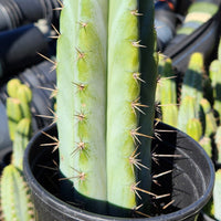 #EC128 Trichocereus Peruvianus Old Man Stand OMS Ornamental Cactus Cutting & Potted
