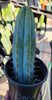 #EC128 Trichocereus Peruvianus Old Man Stand OMS Ornamental Cactus Cutting & Potted