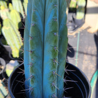 #EC128 Trichocereus Peruvianus Old Man Stand OMS Ornamental Cactus Cutting & Potted