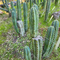 #EC128 Trichocereus Peruvianus Old Man Stand OMS Ornamental Cactus Cutting & Potted