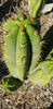 #EC128 Trichocereus Peruvianus Old Man Stand OMS Ornamental Cactus Cutting & Potted
