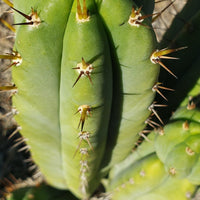 #EC128 Trichocereus Peruvianus Old Man Stand OMS Ornamental Cactus Cutting & Potted
