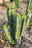 #EC128 Trichocereus Peruvianus Old Man Stand OMS Ornamental Cactus Cutting & Potted