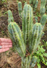 #EC128 Trichocereus Peruvianus Old Man Stand OMS Ornamental Cactus Cutting & Potted