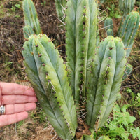 #EC128 Trichocereus Peruvianus Old Man Stand OMS Ornamental Cactus Cutting & Potted