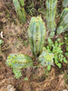 #EC128 Trichocereus Peruvianus Old Man Stand OMS Ornamental Cactus Cutting & Potted