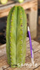 #EC128 Trichocereus Peruvianus Old Man Stand OMS Ornamental Cactus Cutting & Potted