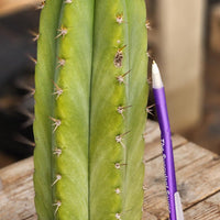 #EC128 Trichocereus Peruvianus Old Man Stand OMS Ornamental Cactus Cutting & Potted