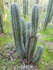#EC128 Trichocereus Peruvianus Old Man Stand OMS Ornamental Cactus Cutting & Potted