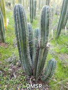 #EC128 Trichocereus Peruvianus Old Man Stand OMS Ornamental Cactus Cutting & Potted