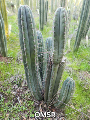 #EC128 Trichocereus Peruvianus Old Man Stand OMS Ornamental Cactus Cutting & Potted