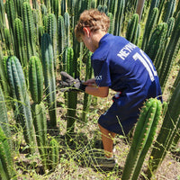 #EC13 EXACT Trichocereus Pachanoi #46 Cactus Potted & Cuttings
