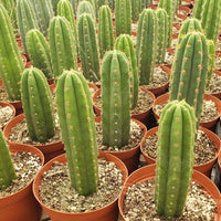 #EC13 EXACT Trichocereus Pachanoi #46 Cactus Potted & Cuttings