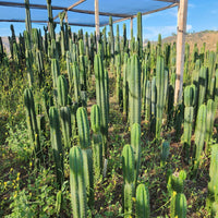 #EC13 EXACT Trichocereus Pachanoi #46 Cactus Potted & Cuttings