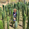 #EC13 EXACT Trichocereus Pachanoi #46 Cactus Potted & Cuttings