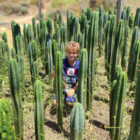 #EC13 EXACT Trichocereus Pachanoi #46 Cactus Potted & Cuttings