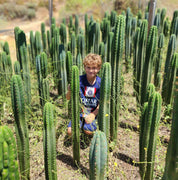 #EC13 EXACT Trichocereus Pachanoi #46 Cactus Potted & Cuttings