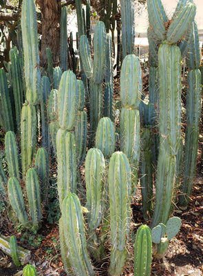 #EC133 EXACT Trichocereus Bridgesoid 