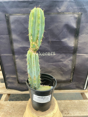 #EC135 EXACT Trichocereus Lost Label Cactus 18”