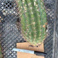 #EC136 EXACT Trichocereus Hybrid Volcanic Sunset Cactus Plant Cutting