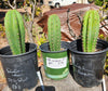 #EC138 EXACT Trichocereus Hybrid Scopulicola Scop Potted 1 Gallon Cactus Plant