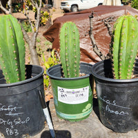 #EC138 EXACT Trichocereus Hybrid Scopulicola Scop Potted Specimens
