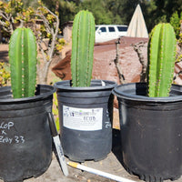 #EC138 EXACT Trichocereus Hybrid Scopulicola Scop Potted Specimens