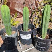 #EC138 EXACT Trichocereus Hybrid Scopulicola Scop Potted Specimens