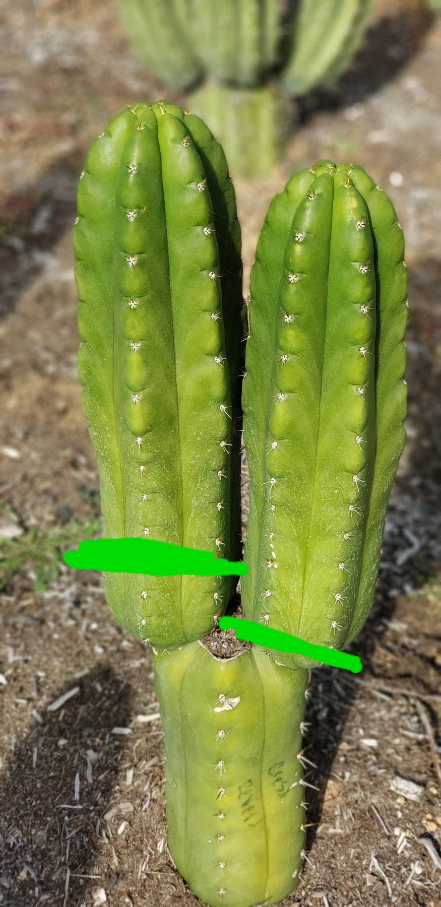 #EC144 EXACT Trichocereus Pachanoi Monstrose (TPM) Cactus Plant Cuttings