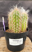 #EC145 EXACT Oreocereus Celsianus Old Man Cactus