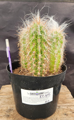 #EC145 EXACT Oreocereus Celsianus Old Man Cactus
