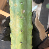 #EC153 EXACT Trichocereus Bridgesii Jiimz Twin Spine Cactus Cuttings