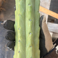 #EC153 EXACT Trichocereus Bridgesii Jiimz Twin Spine Cactus Cuttings