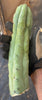 #EC153 EXACT Trichocereus Bridgesii Jiimz Twin Spine Cactus Cuttings