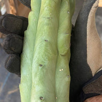 #EC153 EXACT Trichocereus Bridgesii Jiimz Twin Spine Cactus Cuttings