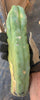 #EC153 EXACT Trichocereus Bridgesii Jiimz Twin Spine Cactus Cuttings