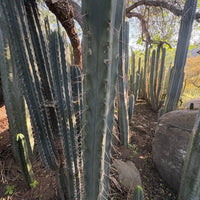 #EC153 EXACT Trichocereus Bridgesii Jiimz Twin Spine Cactus Cuttings