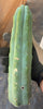 #EC153 EXACT Trichocereus Bridgesii Jiimz Twin Spine Cactus Cuttings