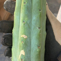 #EC153 EXACT Trichocereus Bridgesii Jiimz Twin Spine Cactus Cuttings