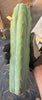 #EC153 EXACT Trichocereus Bridgesii Jiimz Twin Spine Cactus Cuttings