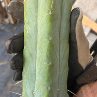 #EC153 EXACT Trichocereus Bridgesii Jiimz Twin Spine Cactus Cuttings