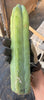 #EC153 EXACT Trichocereus Bridgesii Jiimz Twin Spine Cactus Cuttings