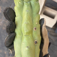#EC153 EXACT Trichocereus Bridgesii Jiimz Twin Spine Cactus Cuttings