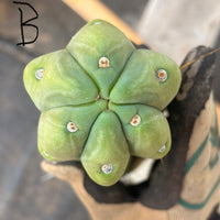 #EC153 EXACT Trichocereus Bridgesii Jiimz Twin Spine Cactus Cuttings