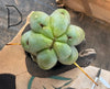 #EC153 EXACT Trichocereus Bridgesii Jiimz Twin Spine Cactus Cuttings
