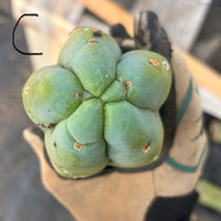 #EC153 EXACT Trichocereus Bridgesii Jiimz Twin Spine Cactus Cuttings