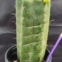 #EC157 EXACT Trichocereus Pachanoi "Awful" Cactus Various sizes