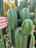 #EC157 EXACT Trichocereus Pachanoi "Awful" Cactus Various sizes
